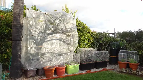 Simple Tomato Greenhouse-Plastic is up an over the top...