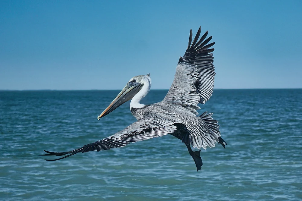Pelicanrightclick
