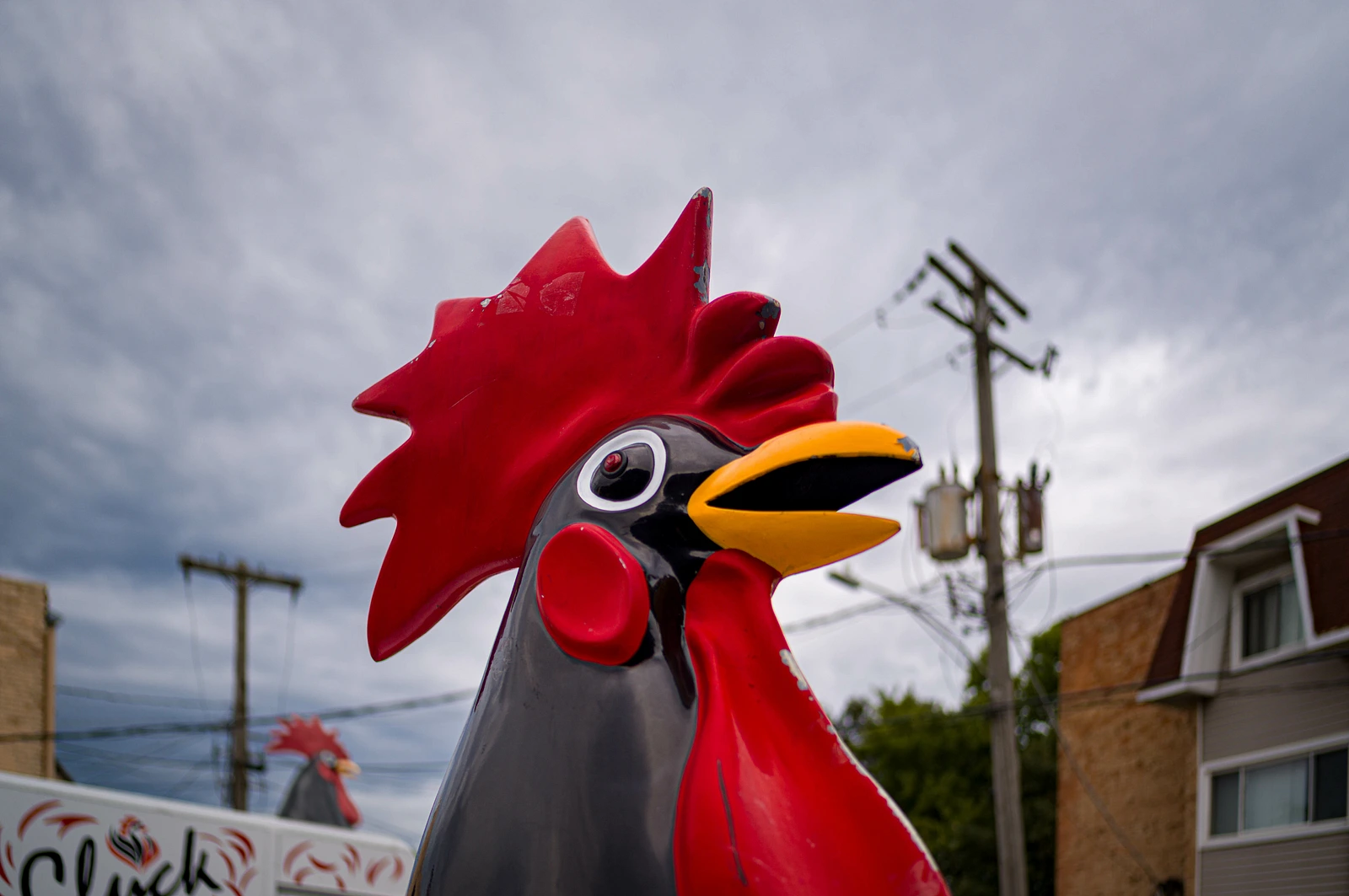 Hungry Chicken