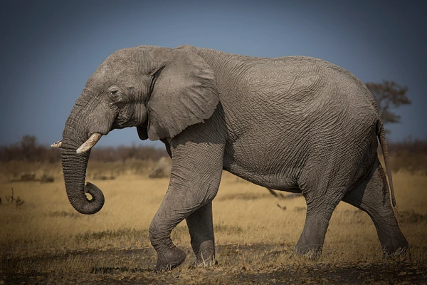 Tom Vollert Photography
