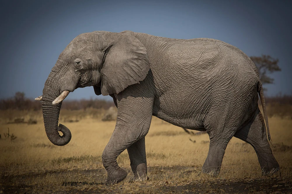 Botswana 4 2016 (379)-Edit-Edit