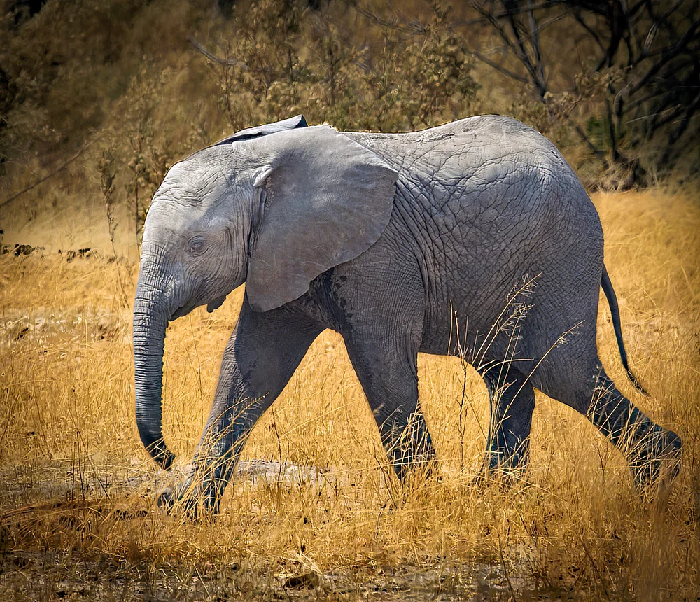 Botswana 3 2016 (69)-Edit-2-Edit
