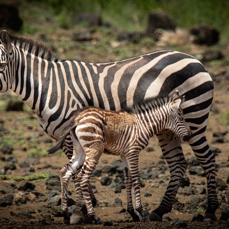 Nature's Cast