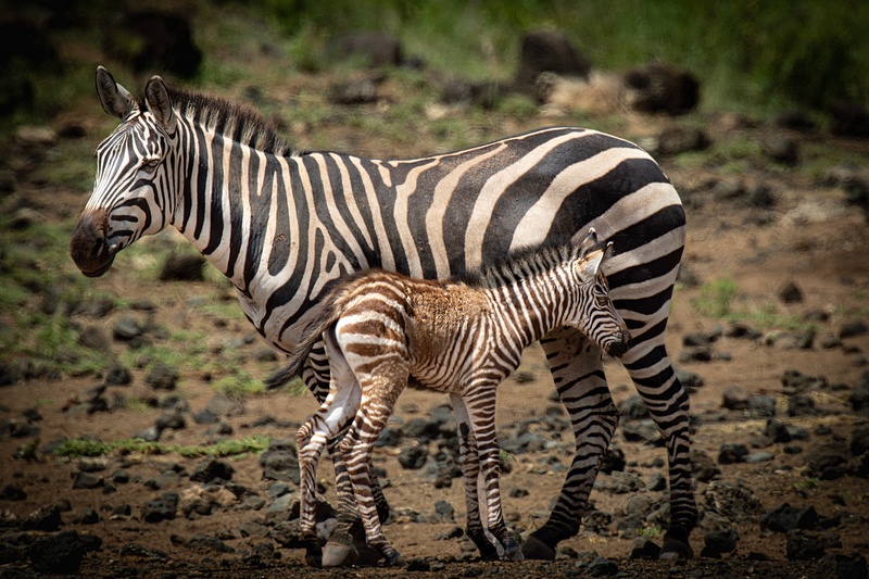 Nature's Cast