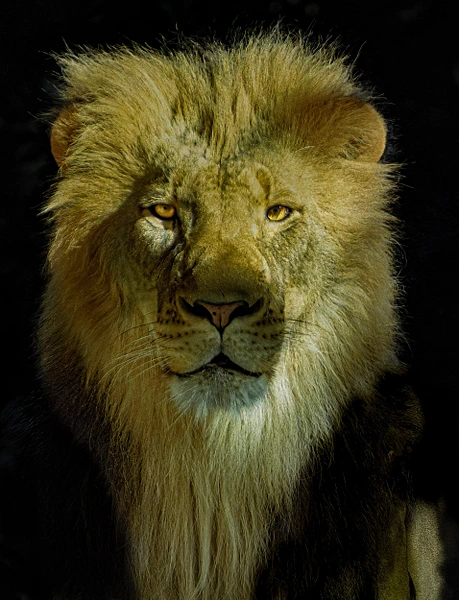 Close-up portrait of a male African lion with a full mane and golden eyes in Sabi Sands, South Africa