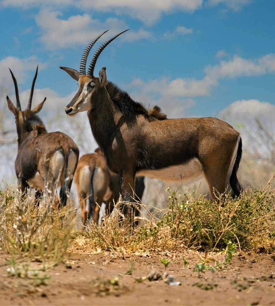 Botswana 1 2016 (199)-Edit-Edit-Edit
