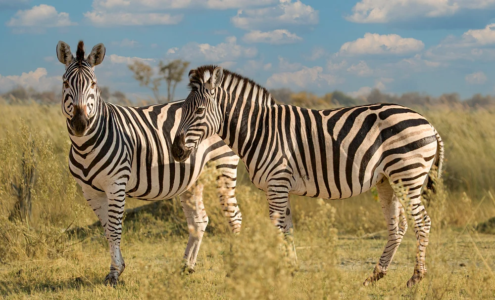 Botswana 2 2016 (561)-Edit-Edit-Edit