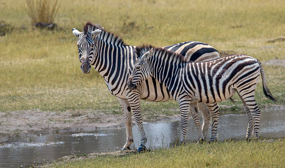Botswana 2 2016 (868)-Edit-2-Edit-2