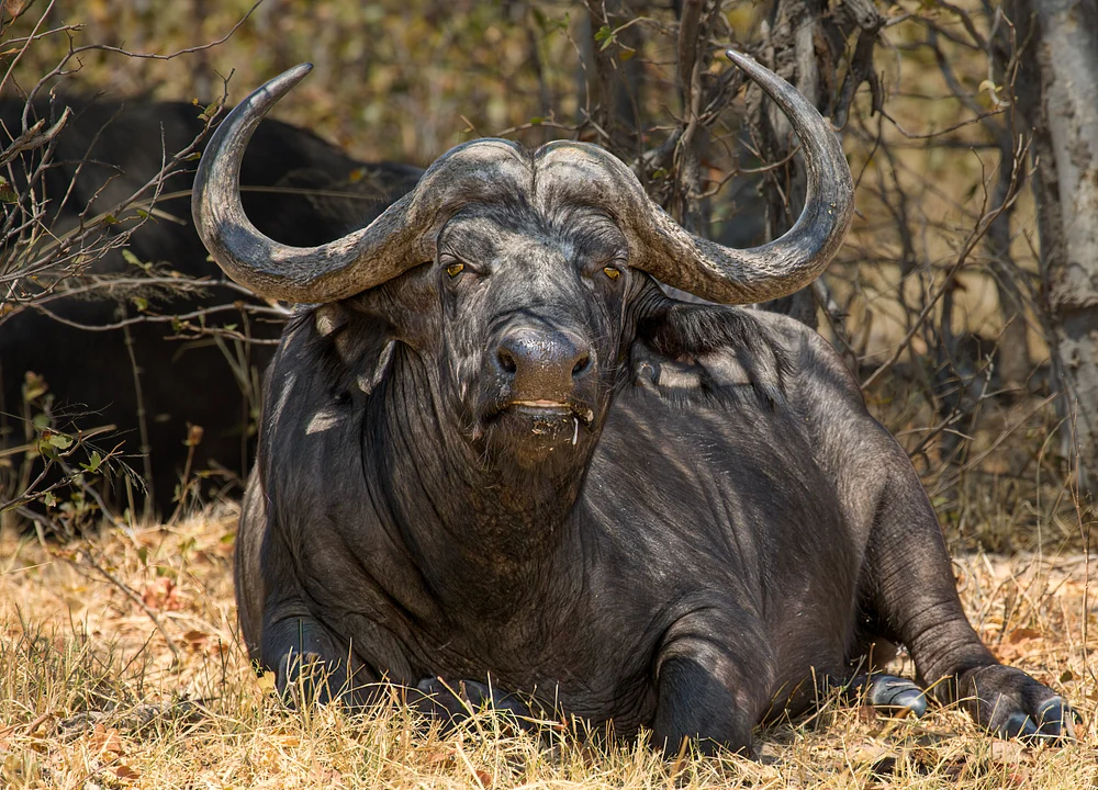 Botswana 2 2016 (894)-Edit-Edit-Edit