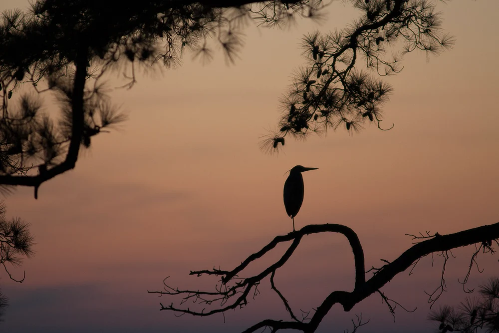 Heron silhouette perched on a curved pine branch against a muted pink and violet twilight sky
