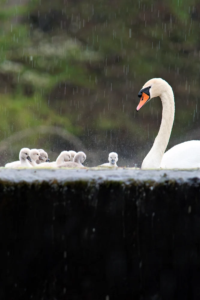 Adult mute swan watches over several cygnets resting on a ledge during steady rain