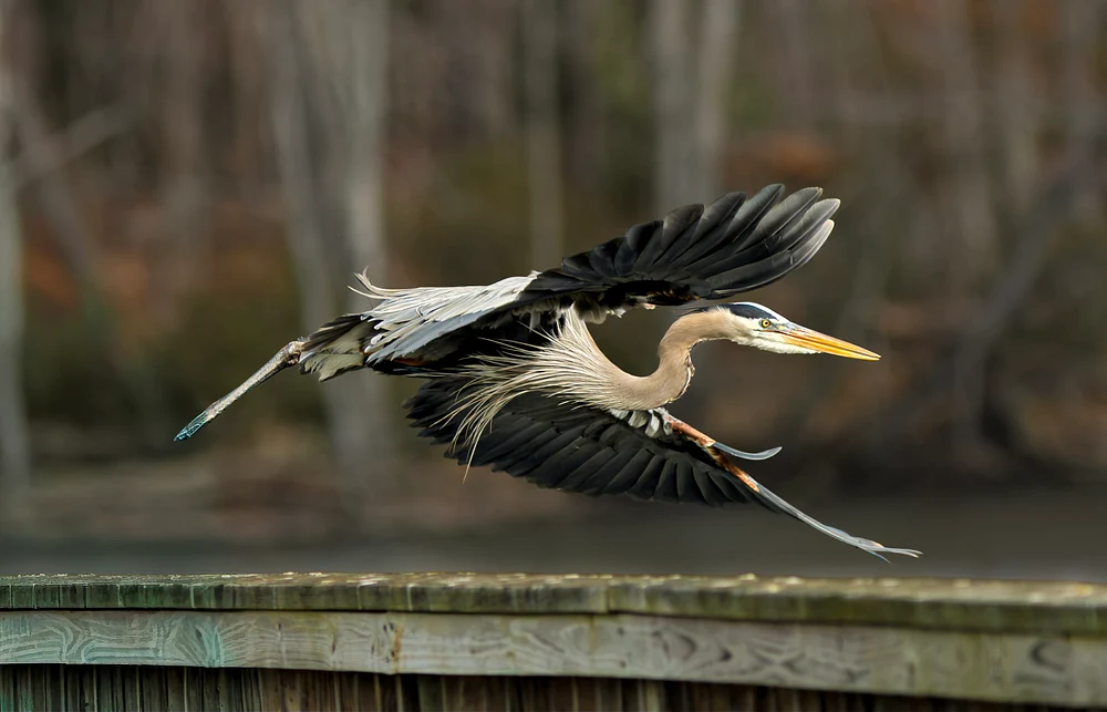 Great blue heron flying low above a wooden dock, wings spread wide against blurred woodland and water