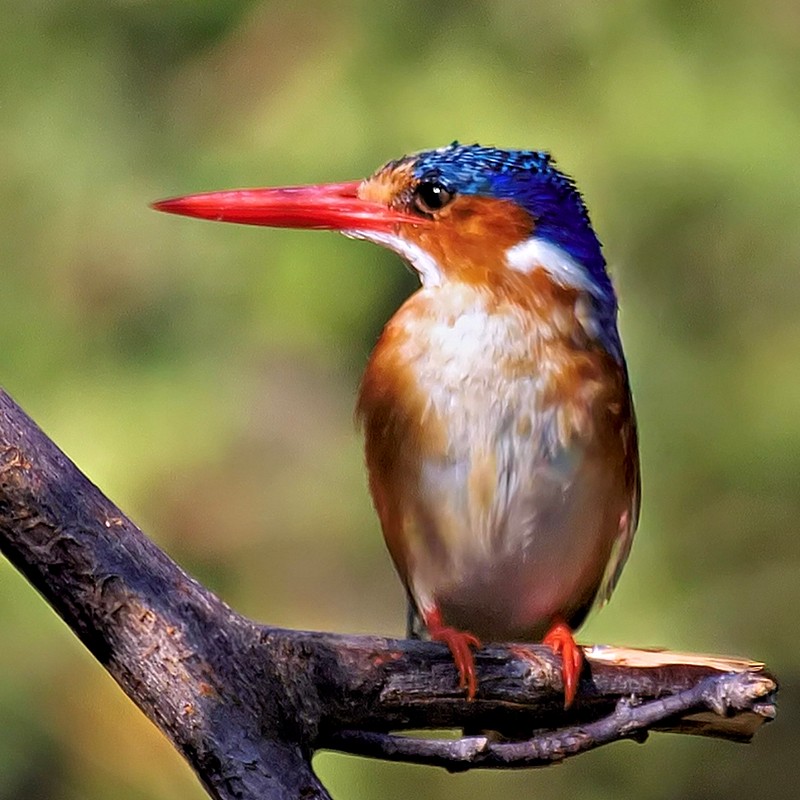 Birds