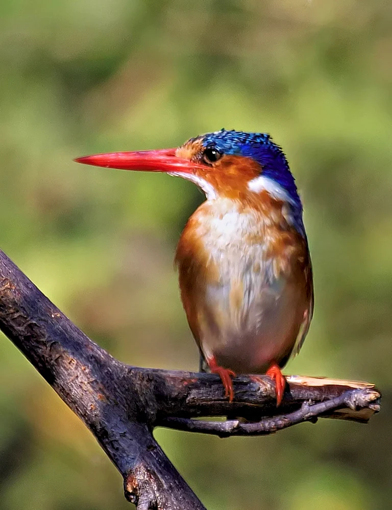 Azure-crowned kingfisher with a scarlet bill perched on a weathered branch before blurred woodland greenery