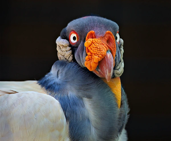 Tom Vollert Photography
