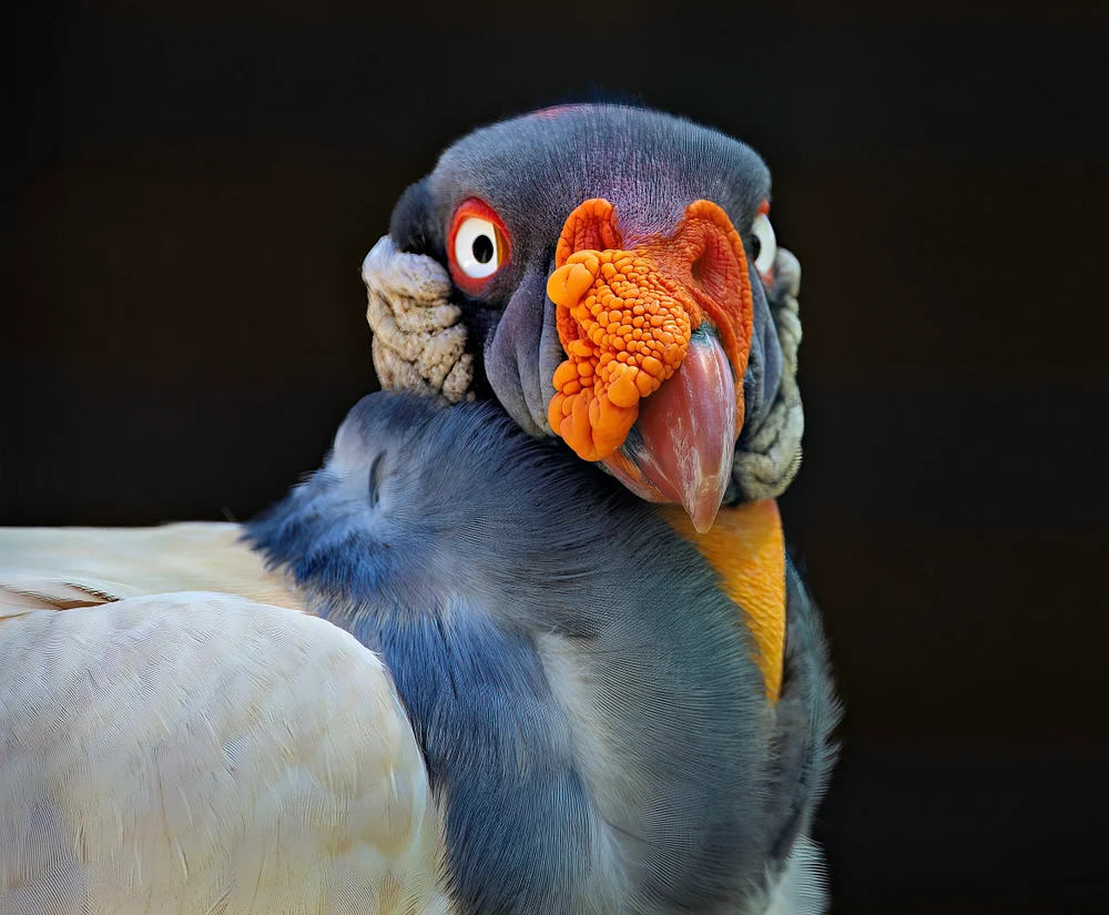 King vulture showing a blue-gray crown, orange textured face, pale shoulder, and intense sideways gaze