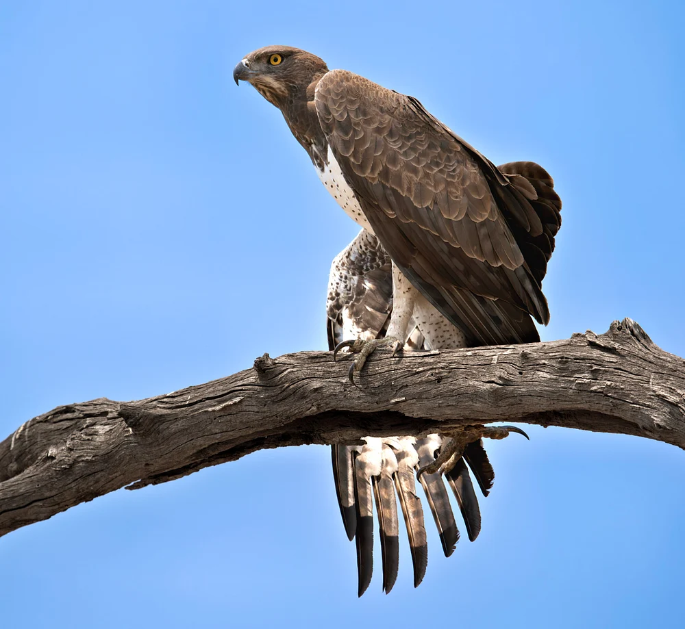 Large brown African eagle perched on a gnarled branch, viewed from below against a clear blue Botswana sky