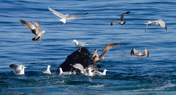 Seagulls gather around a dark floating object in blue ocean water, with several birds flying overhead.