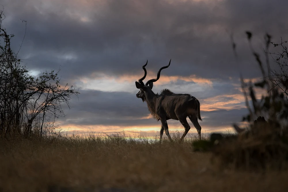 Botswana 4 2016 (469)-Edit-3 New