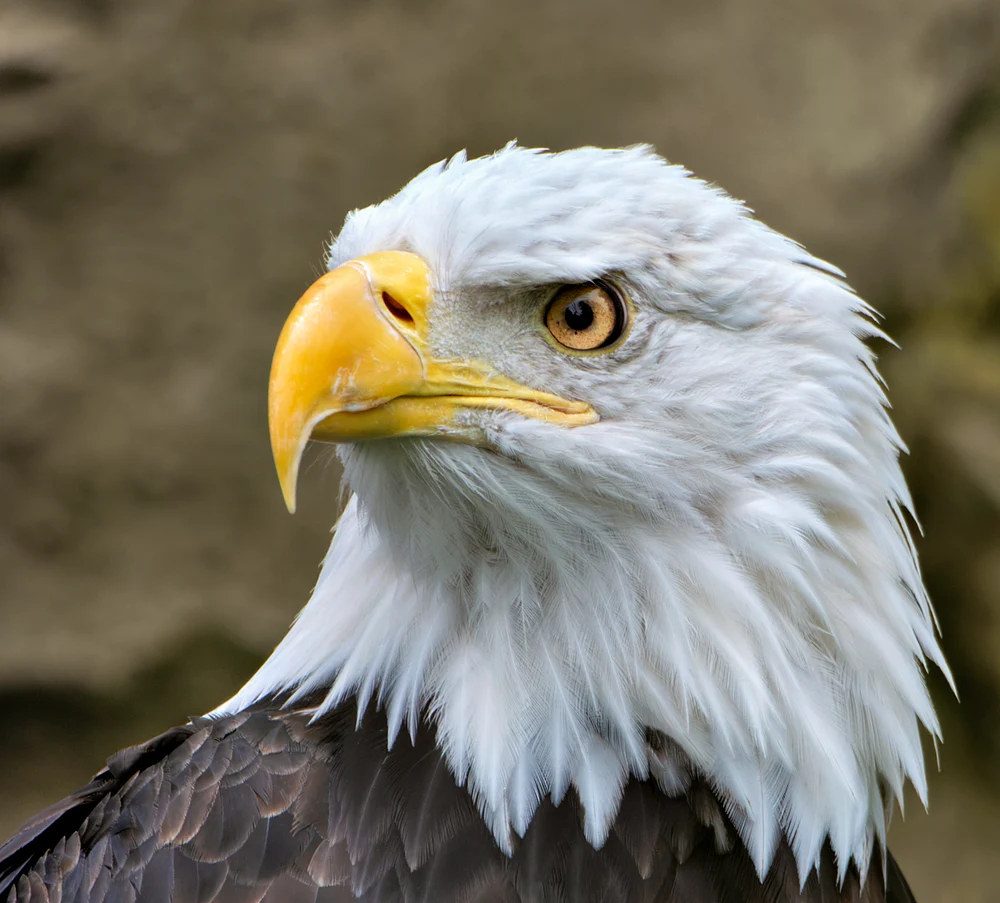 Close portrait of a bald eagle showing a white feathered head, amber eye, hooked golden bill, and dark chest