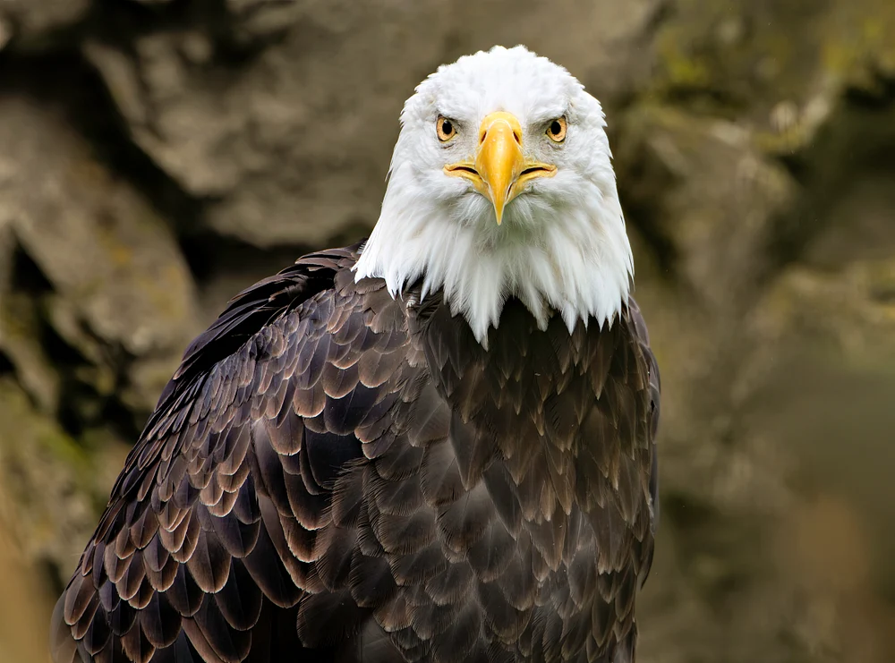 Bald eagle facing the camera with a white head, golden beak, and layered dark feathers before rocks