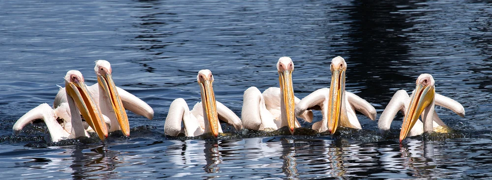 Line of white pelicans floating together on rippled blue water, with orange bills and mirrored reflections