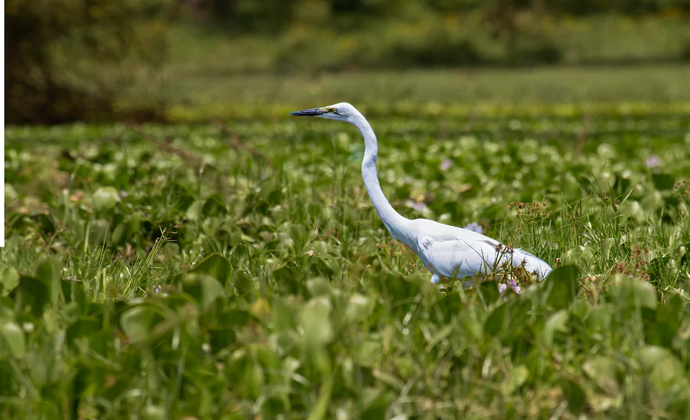 Great egret with curved neck walks through dense clover and meadow grass beneath a softly blurred woodland