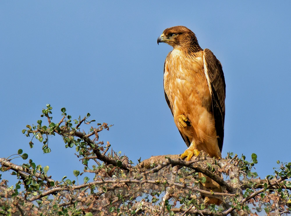 Tawny goshawk perched on a thorny branch, scanning the horizon beneath a clear blue sky