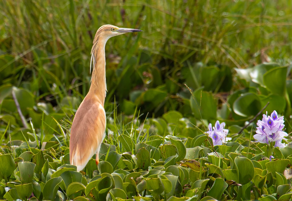 Reddish egret standing among water hyacinth leaves and lavender flowers in a lush green wetland