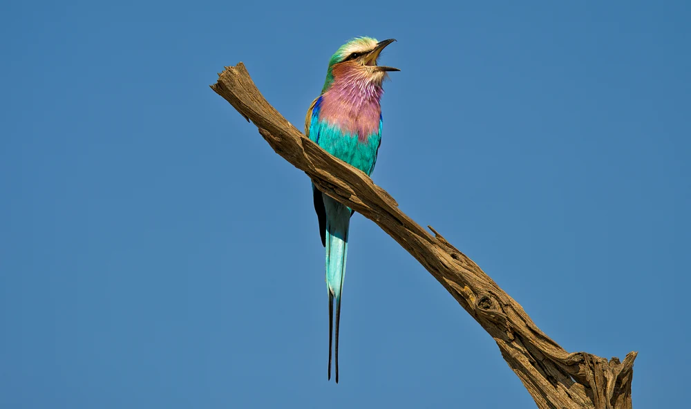 Lilac-breasted roller calling from a rugged branch, displaying turquoise and violet feathers against a clear blue sky
