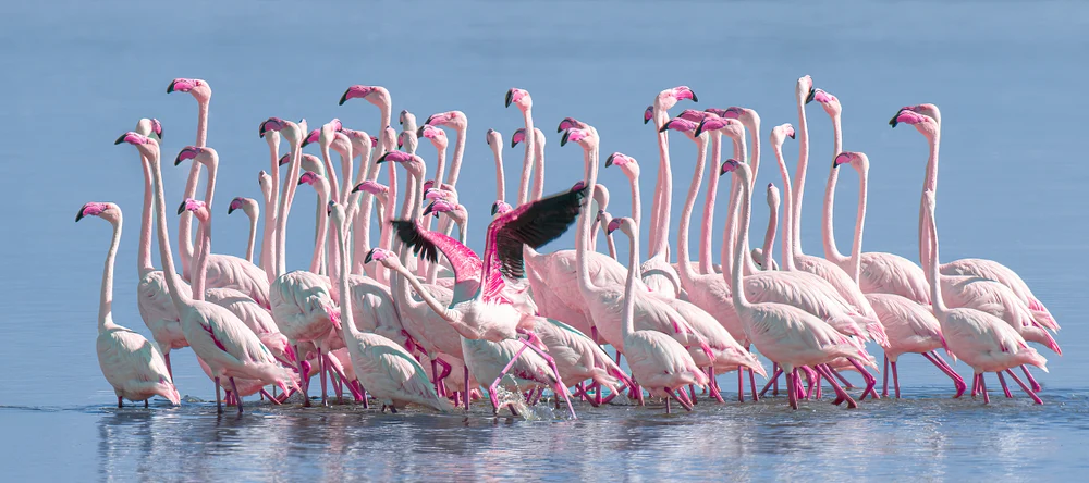 Flock of pink flamingos wading in Kenya wetlands as one bird spreads its wings above shallow water