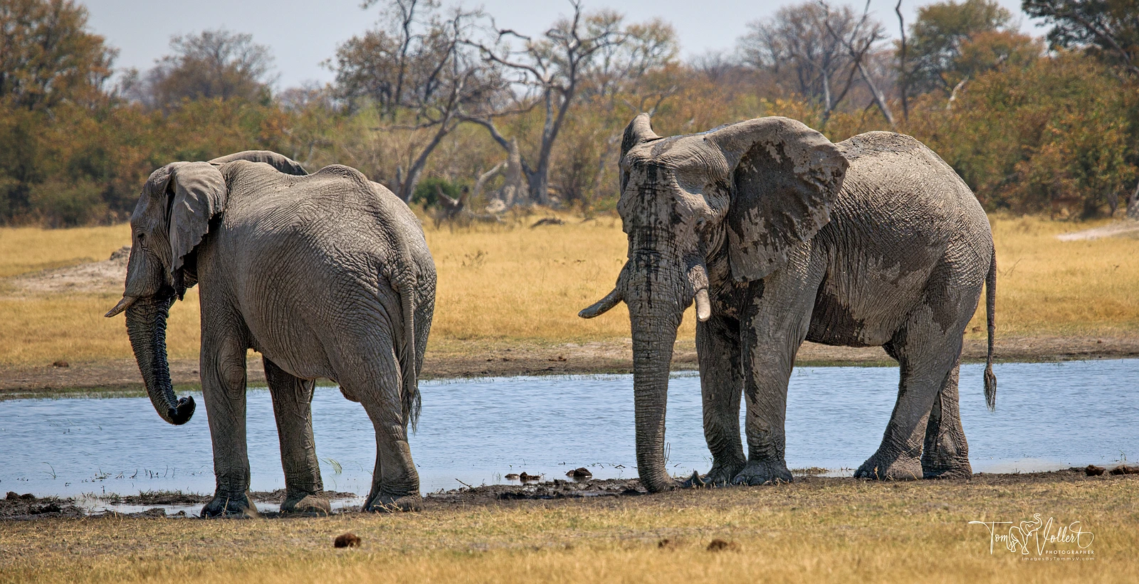 Stories on Safari