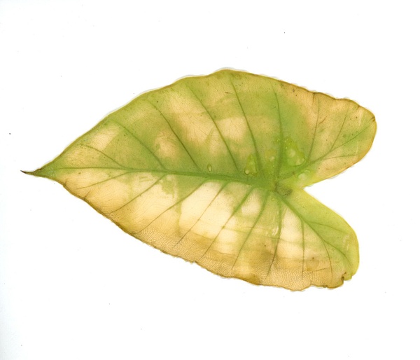 alocasia1 - Humans are Nature - MaKenna Harmon Photography