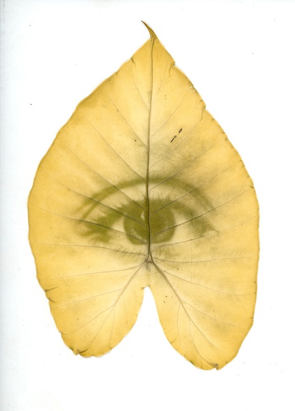 alocasia3 - Humans are Nature - MaKenna Harmon Photography