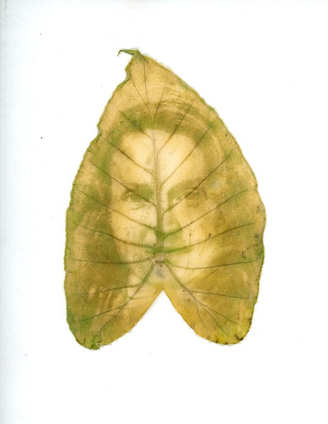 alocasia2 - Humans are Nature - MaKenna Harmon Photography