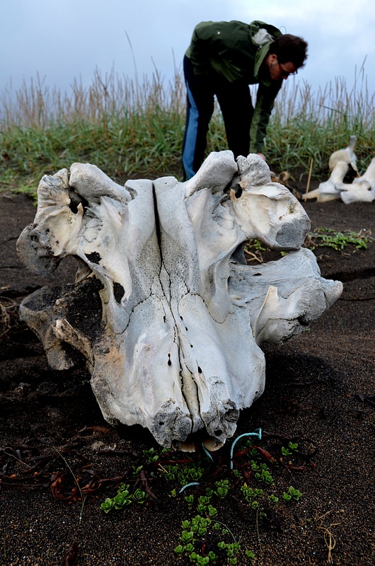 the minke whale bones we found