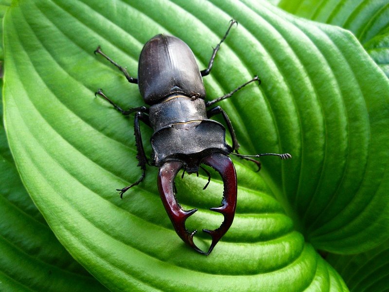 Stag beetle and ant