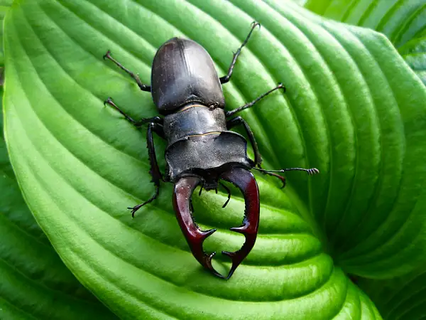 Stag beetle and ant by SergeyButenko