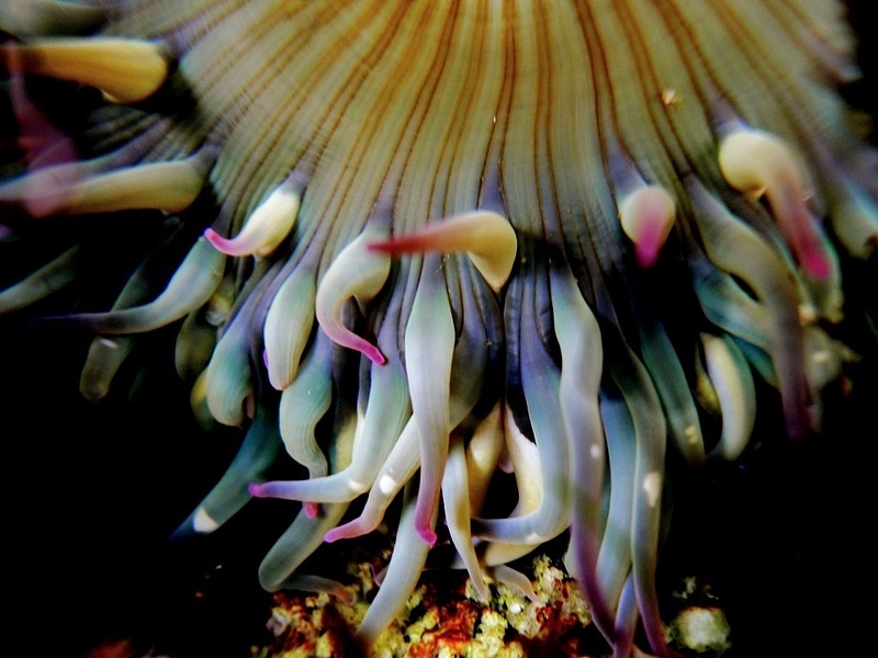 Sea Anemone Tentacles