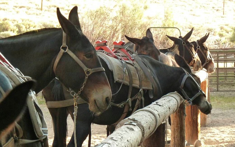 Our mules wait for our gear.