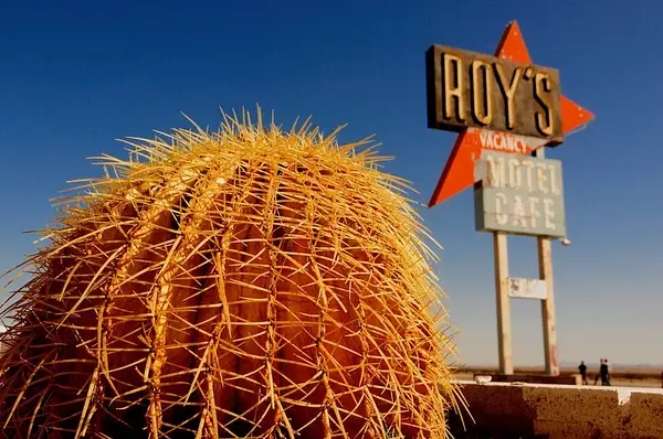 Cactus at Roys by Dave Wyman