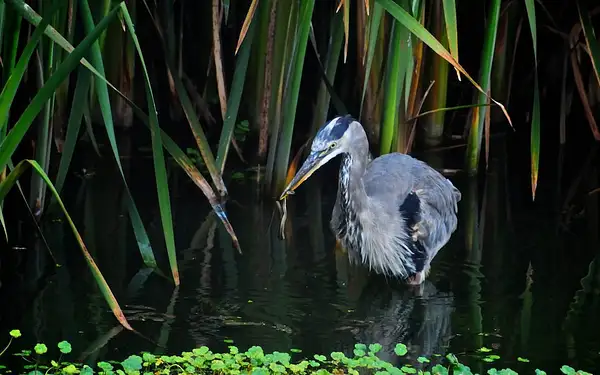 Great Blue Heron with Snake, Abbot Lagoon by Dave Wyman
