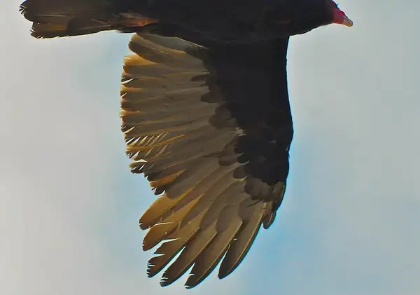 Turkey Vulture #1 by Dave Wyman