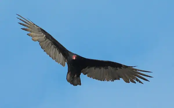 Turkey Vulture #2 by Dave Wyman