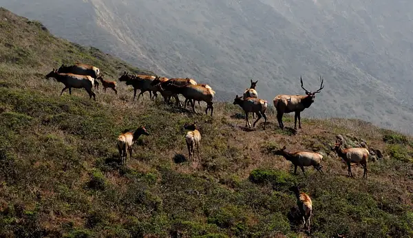 Elk Herd by Dave Wyman