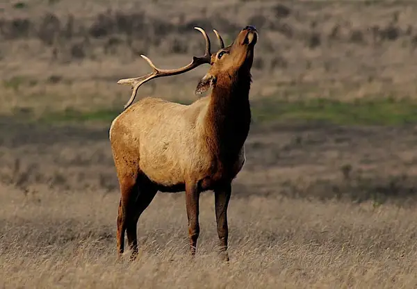 Bull Elk #2 by Dave Wyman