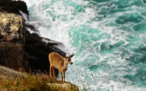 Fawn Perched on the Cliff by Dave Wyman