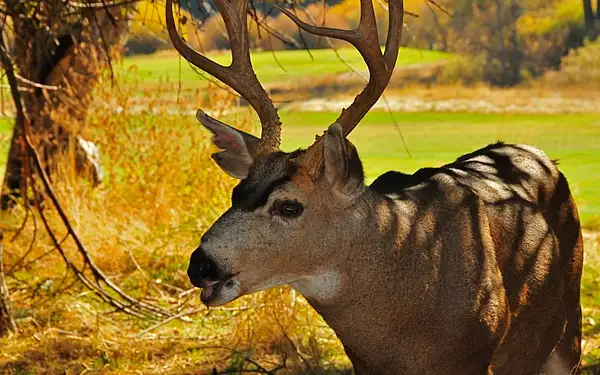Buck, Wawona Meadow by Dave Wyman