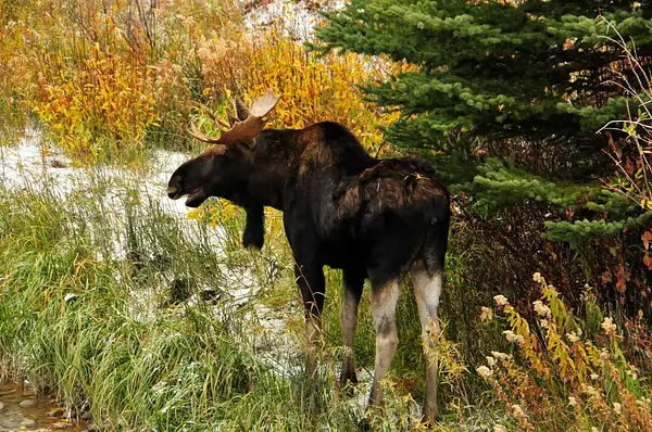 Moose, Teton Natoinal Park by Dave Wyman