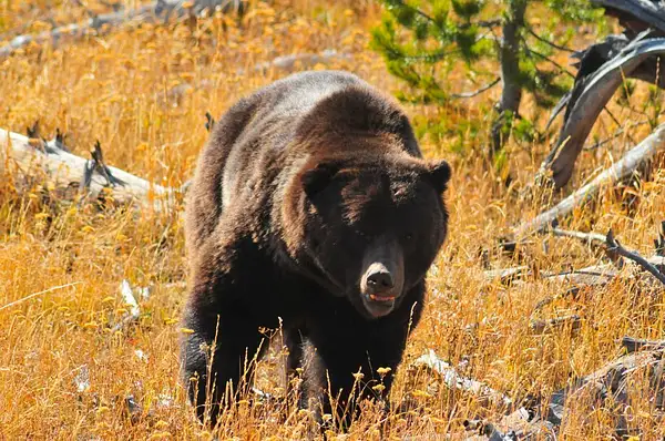 Grizzly Bear, Yellowstone by Dave Wyman